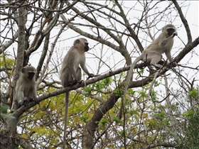 Hluhluwe-Umfolozi Park